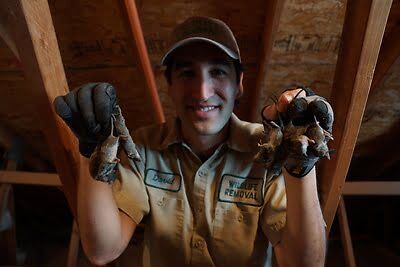 rodent trapping