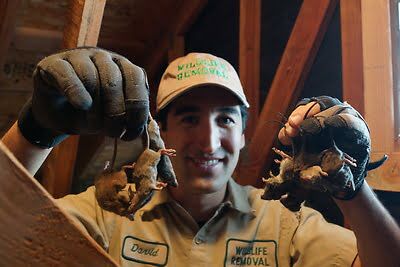 rodent trapping